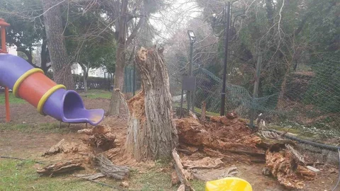 Bozdoğan'da Ağaç Devrildi, Duvar Çöktü