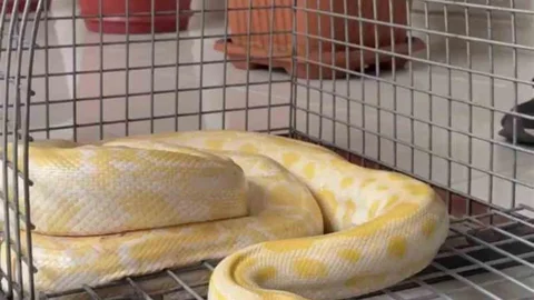 Denizli’de Piton Koruma Altına Alındı