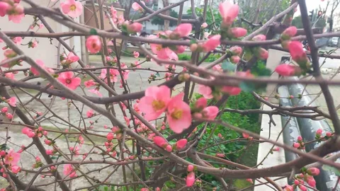 İzmir'de Ayva Çiçeklenmesi Görüldü