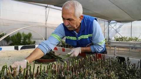 Akdeniz Belediyesi Kendi Serasında Üretiyor: Maliyetler Düşüyor, Yeşil Alanlar Artıyor