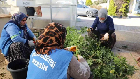 Mersin'de Bitki Üretimi Artıyor