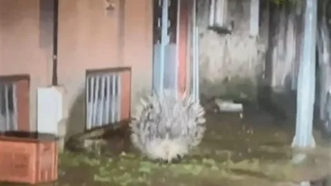 Yenipazar'da Oklu Kirpi Görüntülendi