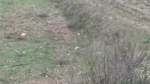 Denizli'de Çiftçi ve Kurtun Diyaloğu