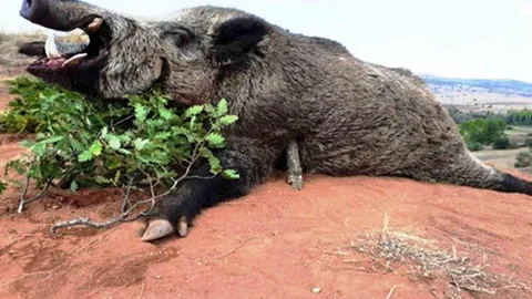 Samsun'da Avlanma Pulundan Gelir Artışı