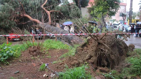 Dev Çam Ağacı Araçların Üzerine Devrildi