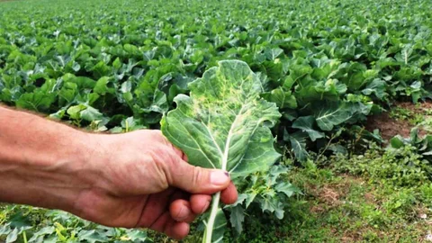 Samsun Tarımda Önde Gidiyor