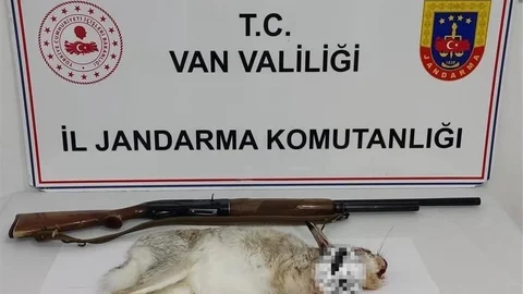 Van'da Kaçak Tavşan Avına Ceza