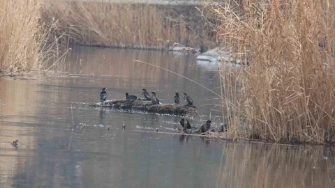 Ağrı Dağı Milli Parkı'nda Kuş Zenginliği