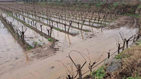 Sarıgöl’de Yağışlar Tarımı Canlandırdı