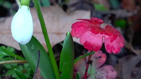 Amasya Dağlarında Çiçekler Açmaya Başladı
