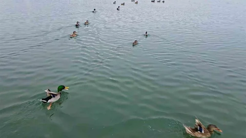 Bitlis'te Kuşlar Göl Kıyısında Toplandı