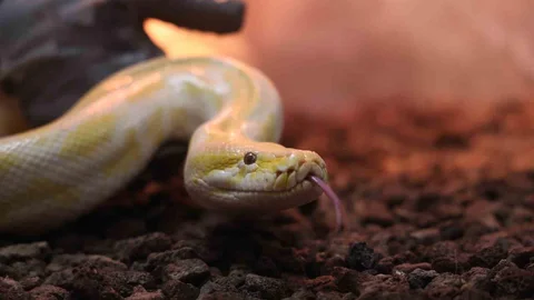 Denizli'de El Konulan Piton Koruma Altında