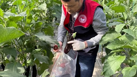 Manavgat'ta Pestisit Denetimi Gerçekleştirildi