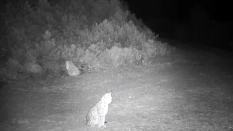 Çankırı'da Vaşak Görüntülendi