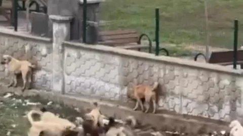 Diyarbakır'da Sokak Köpekleri Kavga Etti