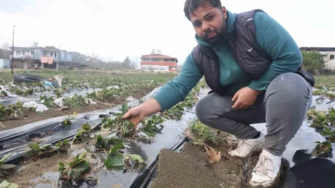 Hatay'da Çilek Bahçeleri Sel Sularında Kaldı