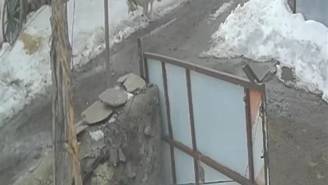 Kurt Köydeki Kazlara Saldırdı