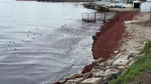 Poyraz Sahili Kırmızıya Boyandı