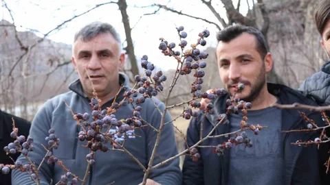 Erzurum'da Taze Kara Hurma Keyfi