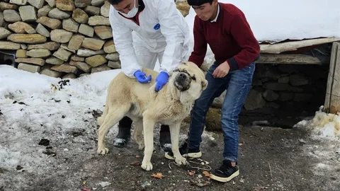 Diyadin'de Köpeklere Kuduz Aşısı Başladı