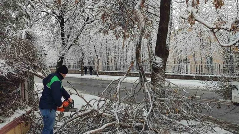 Kayseri'de Ağaç Güvenliği Seferberliği