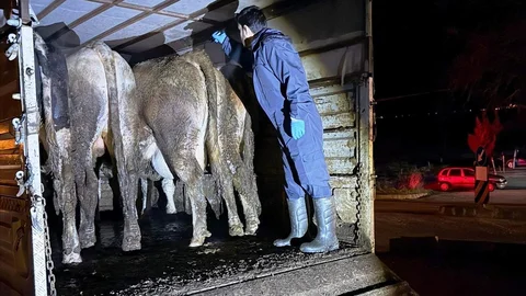 Simav’da Hayvan Kontrolü Gerçekleşti