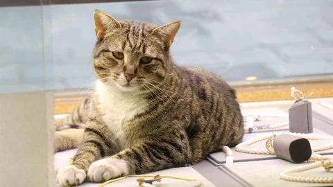 Sakarya'da Kedi ve Kuyumcu Dostluğu