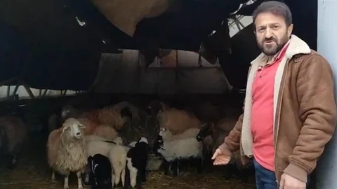 Trabzon'da Koyunların İlginç Hareketleri