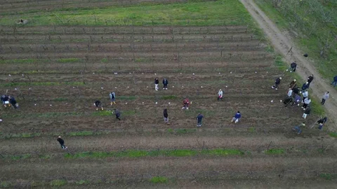 Tekirdağ'da Bağ Budama Yarışması Düzenlendi