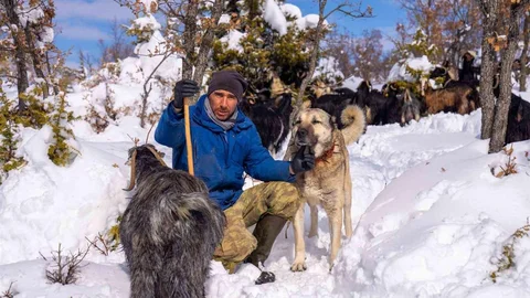 Yozgat'ta Köpeğine Otopsi Yaptıran Adam Adalet Arıyor