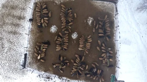 Muş’ta Hayvan Sayısı Artıyor