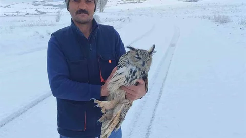 Bayburt'ta Yaralı Puhu Kuduz Çıktı