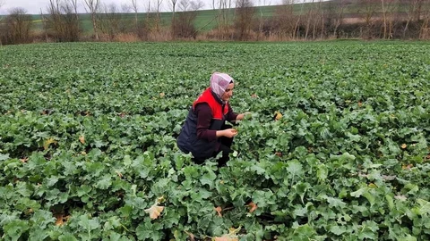 Babaeski'de Kanola Ekim Kontrolü Yapıldı