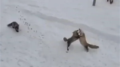 Ardahan’da Tilki Mücadelesi Kamerada