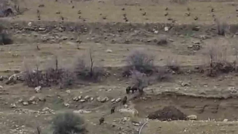 Diyarbakır’da Domuz Sürüsü Yerleşim Alanına Girdi