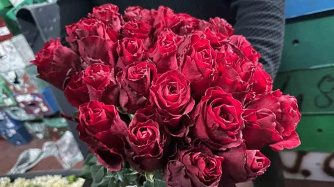 Bursa'da Gül Üretiminde Düşüş Var