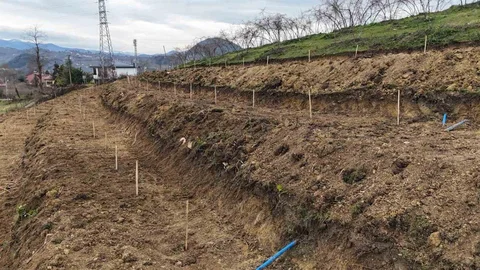 Ordu'da Fındık Verimi Artacak