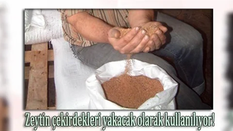 Burhaniye'de Zeytin Çekirdeği İhracatı