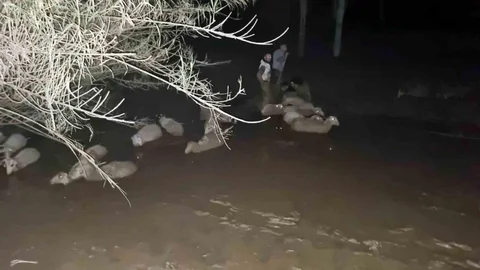 Muğla'da Koyun Kurtarma Çalışması