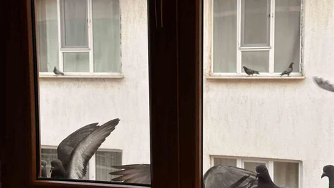 Muş'ta Minik Öğrenciden Kuşlara Yardım