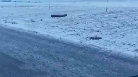 Adilcevaz'da Domuz Sürüsü Görüntülendi