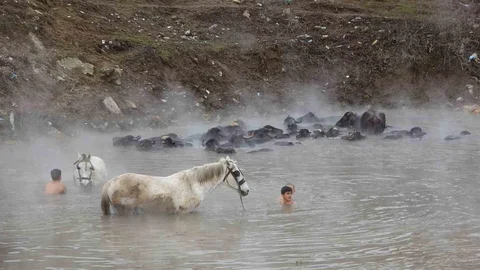 Manda ve Atların Kaplıca Keyfi