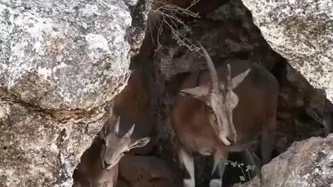 Erzincan'da Dağ Keçileri Görüntülendi