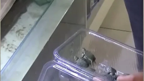 Bursa'da Kaplumbağa Kurtarma Operasyonu