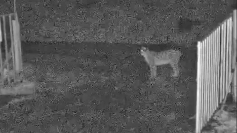 Çorum'da Vaşak Görüntülendi