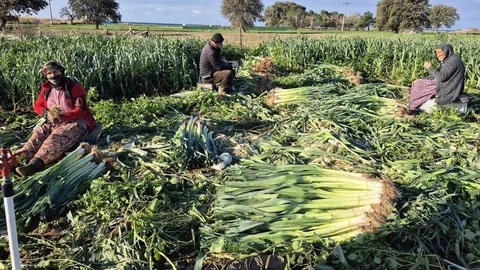 Çanakkale'de Kışlık Sebzelerde Saha Çalışmaları