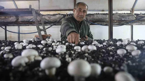 Mantar Üretiminde İlk Adım Hatay'da Atıldı