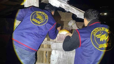 Antalya'da Kayıp Koyunlar Bulundu