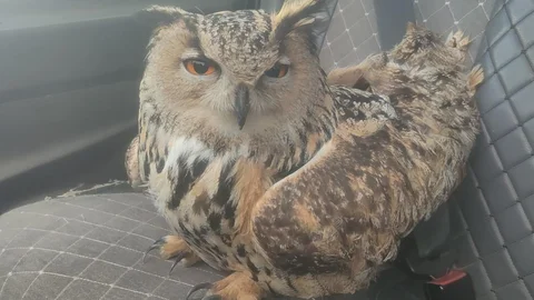 Bayburt’ta Mantar Enfeksiyonu Tespit Edildi