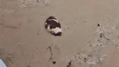 Yatağan'da Sel Suyuna Kapılan İnek